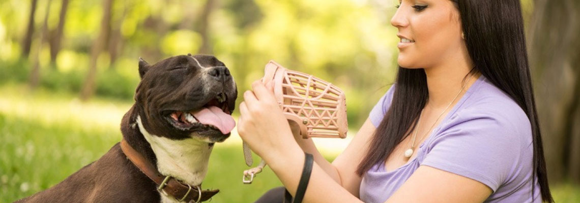 assurance pour un chien